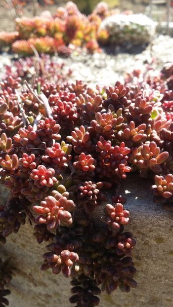  - curtea cu toate cele 2019