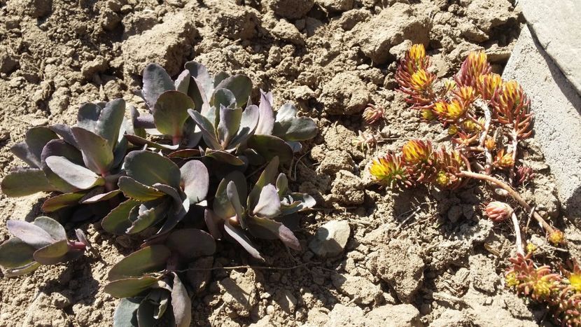  - curtea cu toate cele 2019