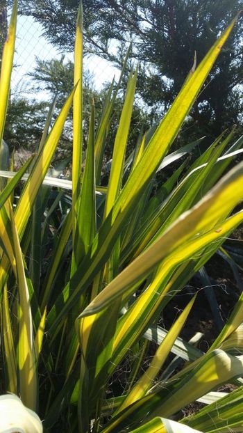  - curtea cu toate cele 2019