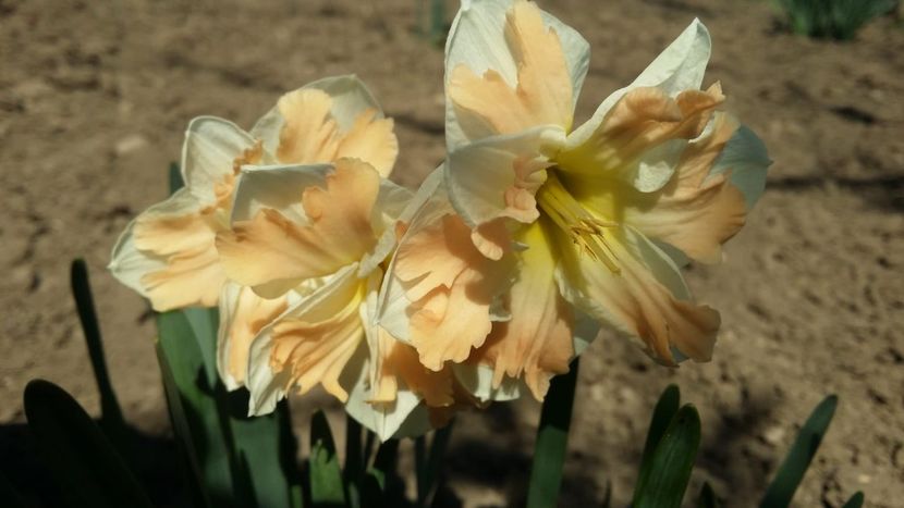  - curtea cu toate cele 2019