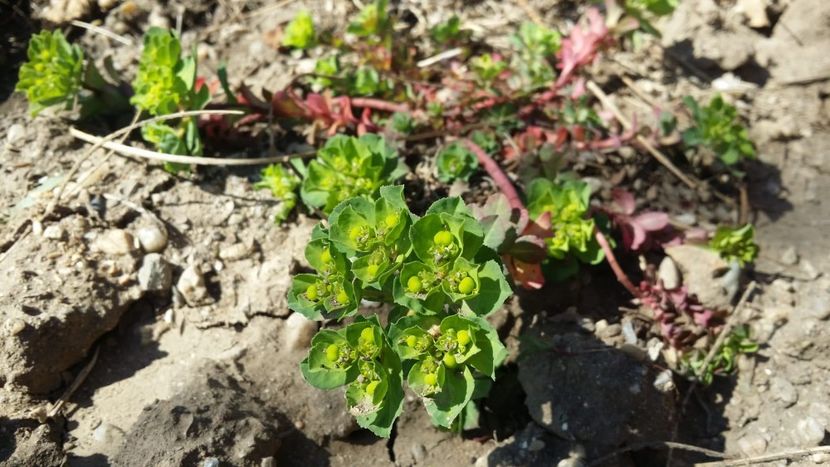  - curtea cu toate cele 2019