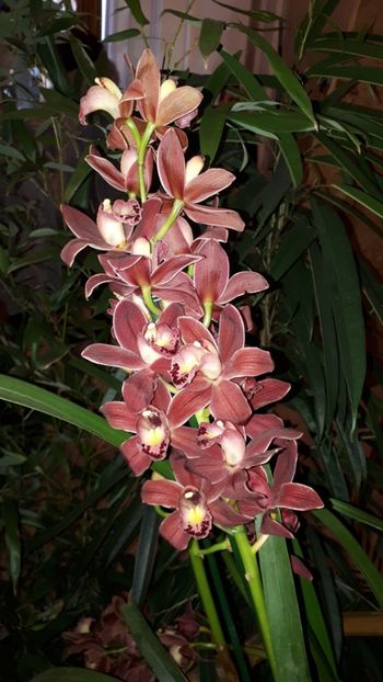  - Expozitie orhidee Budapesta 2019