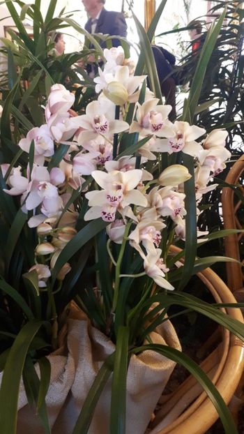  - Expozitie orhidee Budapesta 2019
