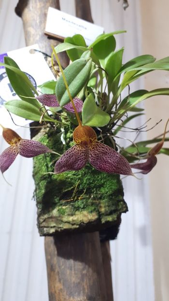  - Expozitie orhidee Budapesta 2019