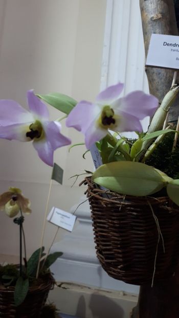  - Expozitie orhidee Budapesta 2019