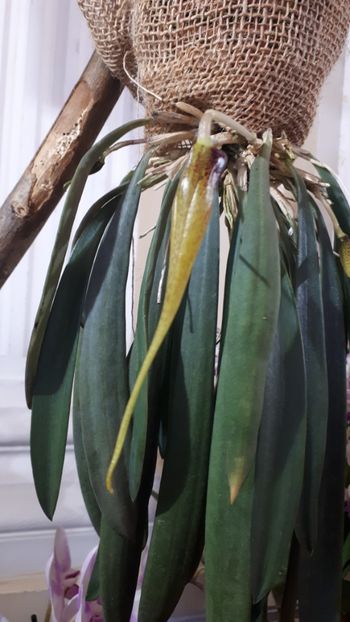  - Expozitie orhidee Budapesta 2019