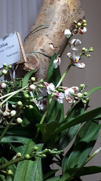  - Expozitie orhidee Budapesta 2019