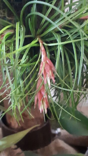  - Expozitie orhidee Budapesta 2019