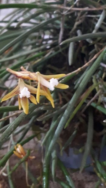  - Expozitie orhidee Budapesta 2019