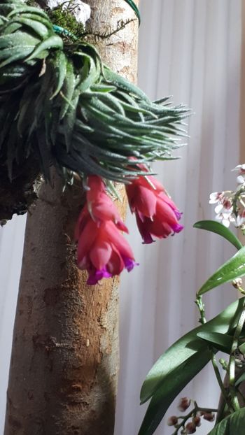  - Expozitie orhidee Budapesta 2019