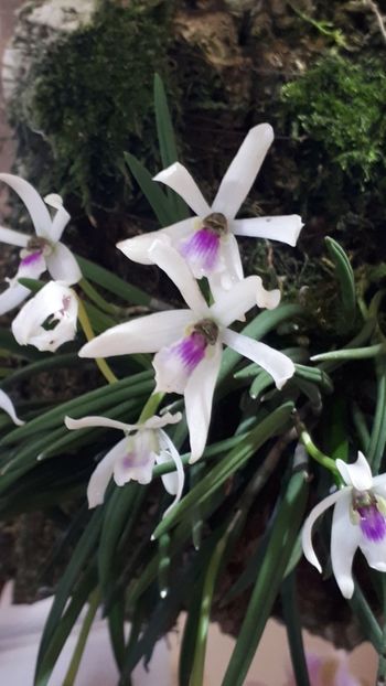  - Expozitie orhidee Budapesta 2019