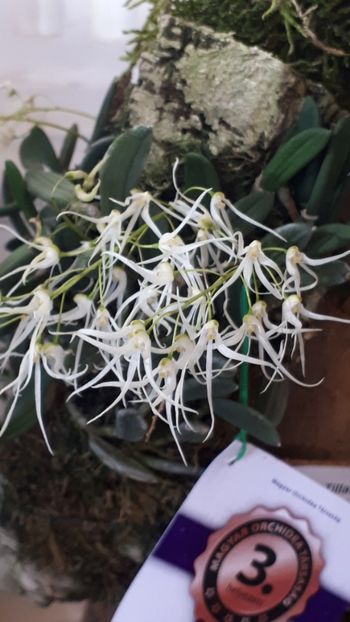  - Expozitie orhidee Budapesta 2019