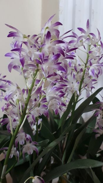  - Expozitie orhidee Budapesta 2019