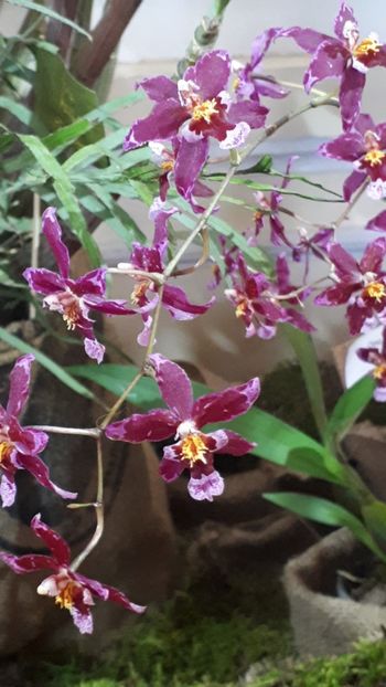  - Expozitie orhidee Budapesta 2019