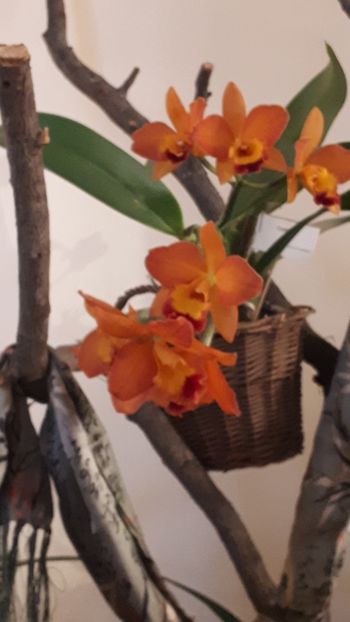  - Expozitie orhidee Budapesta 2019