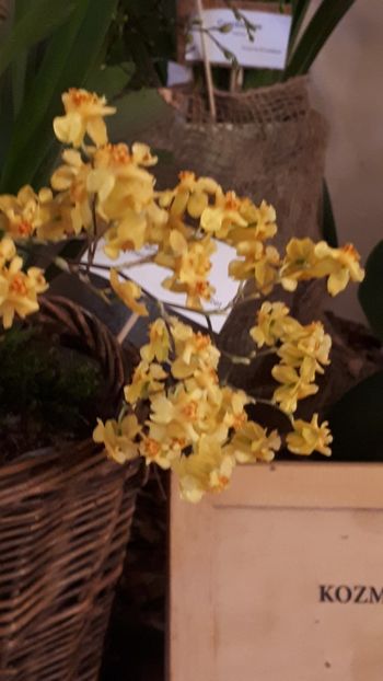  - Expozitie orhidee Budapesta 2019
