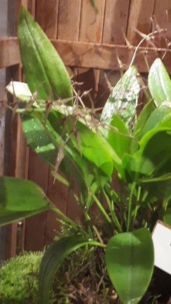  - Expozitie orhidee Budapesta 2019