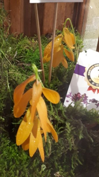  - Expozitie orhidee Budapesta 2019