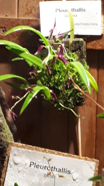  - Expozitie orhidee Budapesta 2019