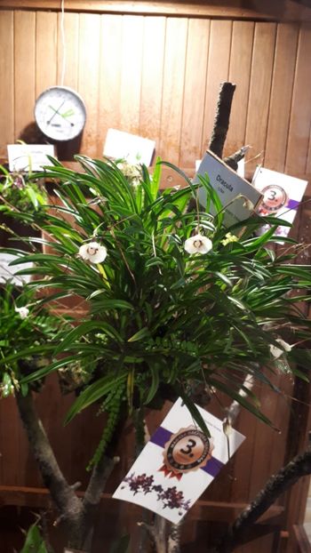  - Expozitie orhidee Budapesta 2019