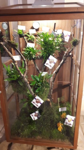  - Expozitie orhidee Budapesta 2019