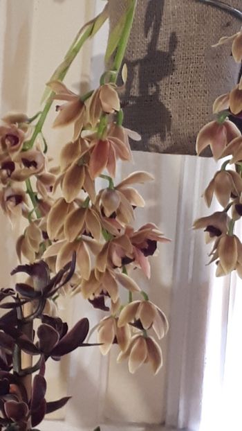  - Expozitie orhidee Budapesta 2019