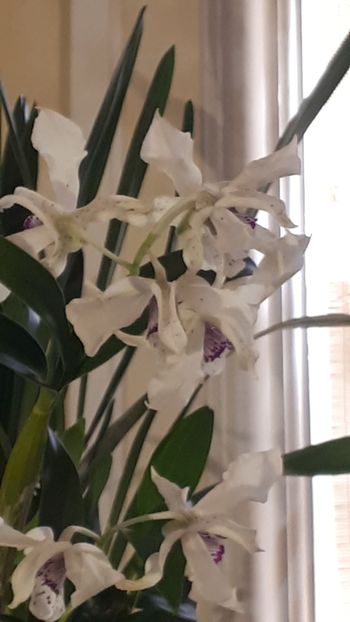  - Expozitie orhidee Budapesta 2019