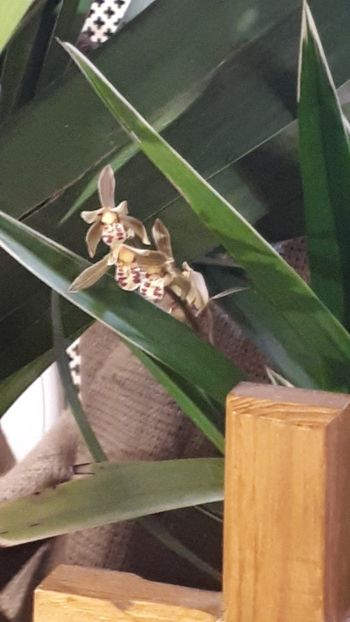  - Expozitie orhidee Budapesta 2019