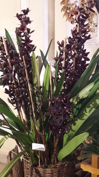  - Expozitie orhidee Budapesta 2019