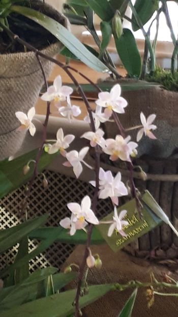  - Expozitie orhidee Budapesta 2019