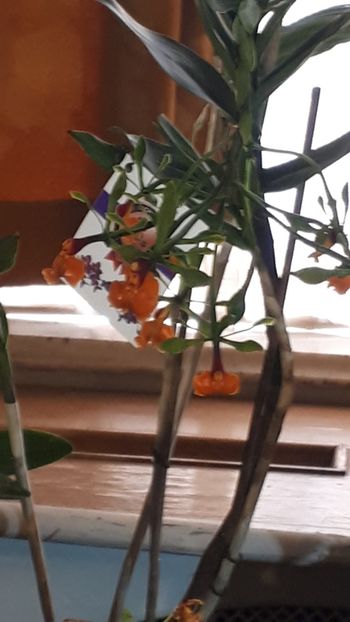  - Expozitie orhidee Budapesta 2019