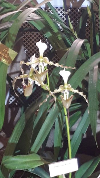  - Expozitie orhidee Budapesta 2019