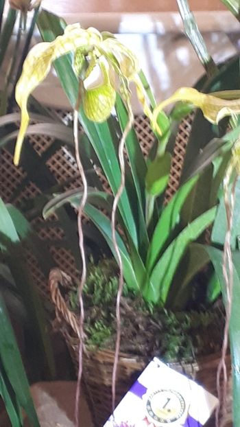  - Expozitie orhidee Budapesta 2019