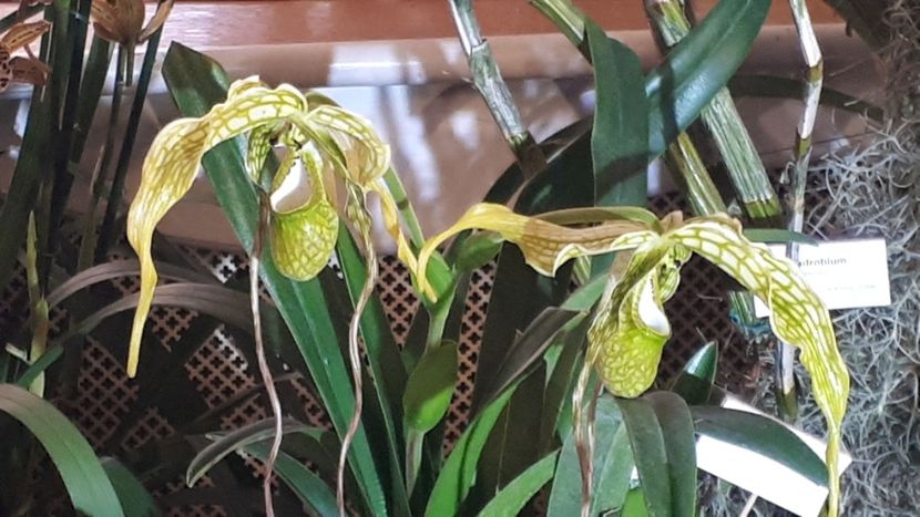  - Expozitie orhidee Budapesta 2019