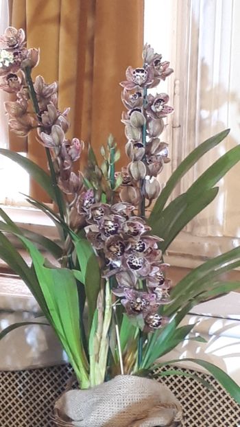  - Expozitie orhidee Budapesta 2019