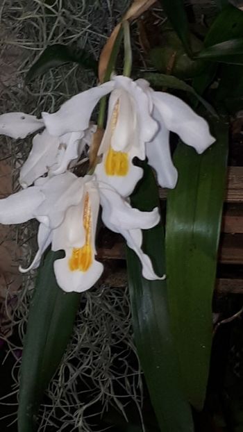  - Expozitie orhidee Budapesta 2019