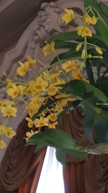  - Expozitie orhidee Budapesta 2019