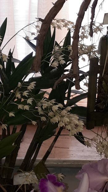  - Expozitie orhidee Budapesta 2019