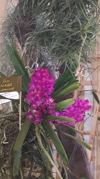  - Expozitie orhidee Budapesta 2019