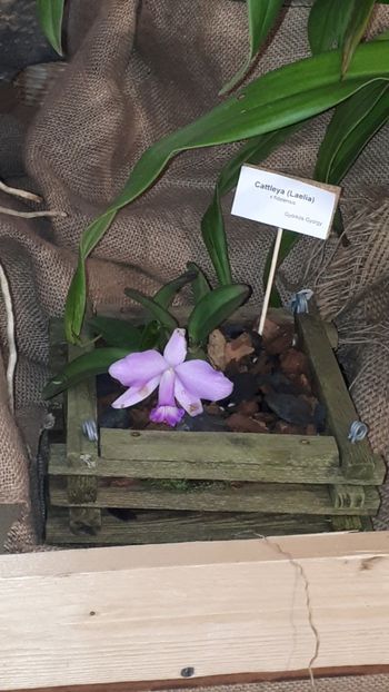  - Expozitie orhidee Budapesta 2019