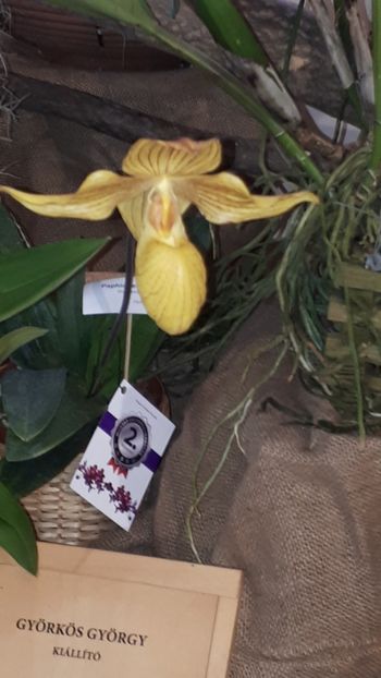  - Expozitie orhidee Budapesta 2019