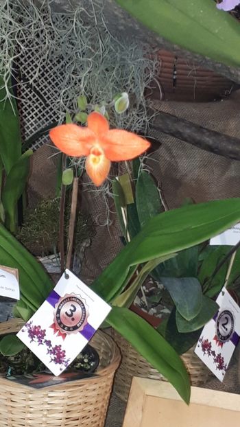  - Expozitie orhidee Budapesta 2019