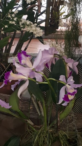  - Expozitie orhidee Budapesta 2019