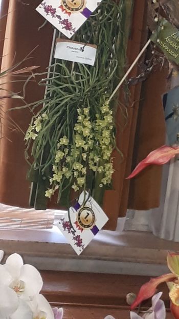  - Expozitie orhidee Budapesta 2019