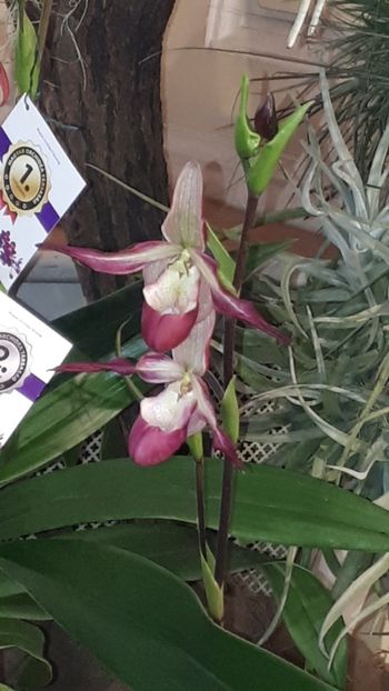  - Expozitie orhidee Budapesta 2019