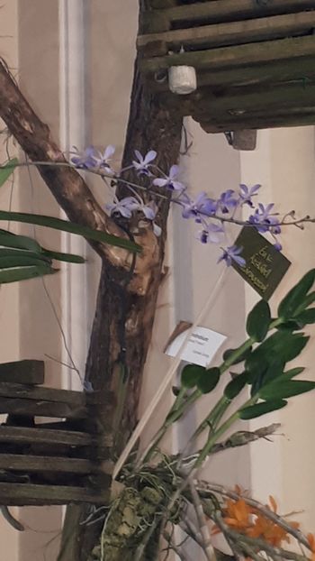  - Expozitie orhidee Budapesta 2019