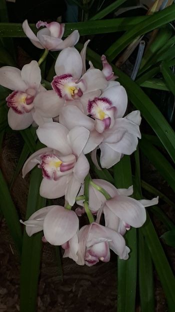  - Expozitie orhidee Budapesta 2019