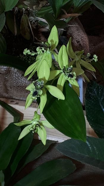  - Expozitie orhidee Budapesta 2019