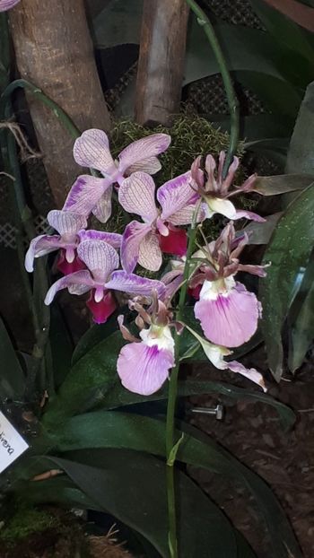  - Expozitie orhidee Budapesta 2019