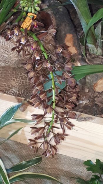  - Expozitie orhidee Budapesta 2019